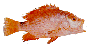 Red Snapper