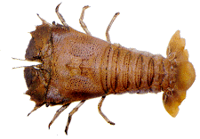 Sand Lobster