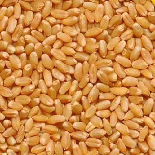 Wheat, Material : Organic Wheat
