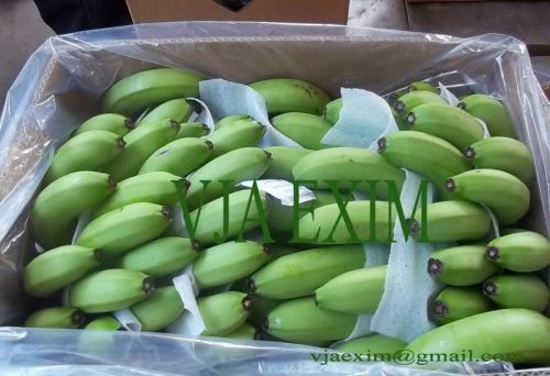 Fresh Cavendish Banana, Color : Green