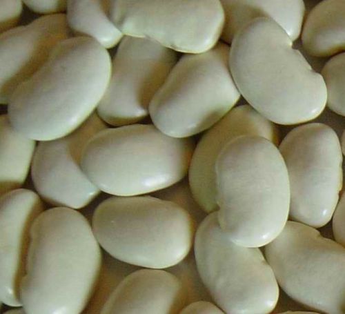 White kidney beans, Packaging Type : Bag Or Can