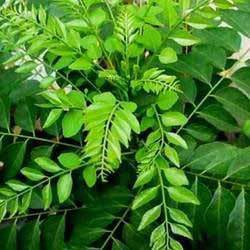 Fresh Curry Leaves