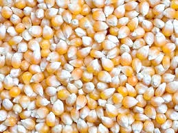 Organic Maize Seeds, For Animal Feed, Human Consuption, Style : Fresh