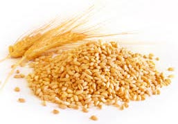 Organic Wheat Seeds, For Beverage, Flour, Food, Style : Dried