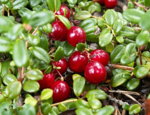 Cranberry Anthocyanin
