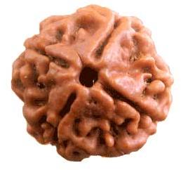 Four MukhiRudraksha