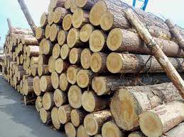 Pine Wood Logs