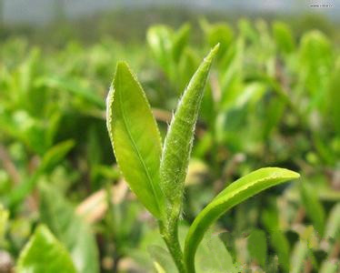 Premium Green Tea Extract Powder