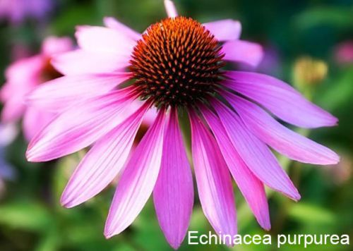 Echinacea Purpurea Extract