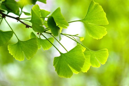 Ginkgo Biloba Leaf Extract, Packaging Type : brown yellow fine powder