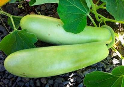 Organic Fresh Bottle Gourd, Color : Green