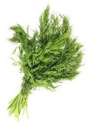 Herbal Organic Fresh Fennel Leaves, Shelf Life : 1year, 24 Month