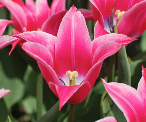 Fresh Tulips Flowers