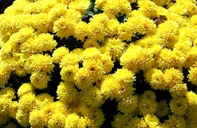 Fresh Marigold Flowers