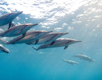 Triogen Ultraviolet Disinfection Systems