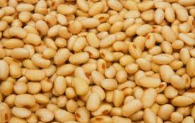 Soybean