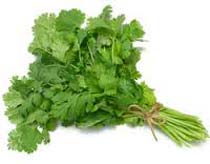 Green Coriander