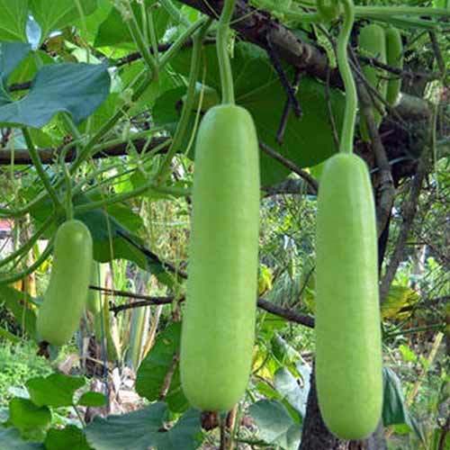 Bottle Gourd Seeds, Packaging Type : Green