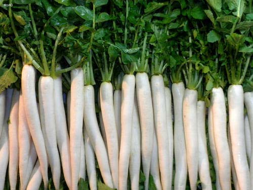 Common Radish Seeds, Shelf Life : 1year
