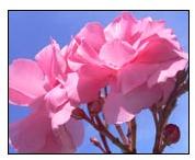 Fresh flowers, Usage : Decoration, Gifting, Events