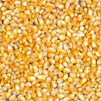 Organic Maize Seeds, Speciality : Easy to digest, High In Protein