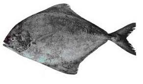 Black Pomfret Fish