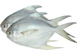 White Pomfret Fish