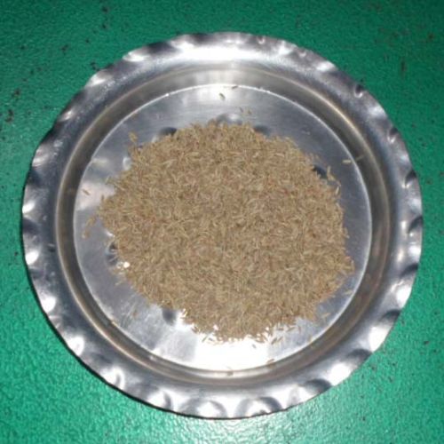 Cumin Seed