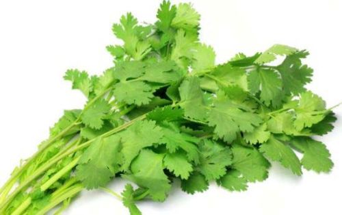 Fresh Coriander Leaves, Packaging Type : HDPE Bag, LDPE Bag