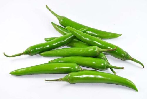 Organic Fresh Green Chilli, Packaging Type : Jute Bag