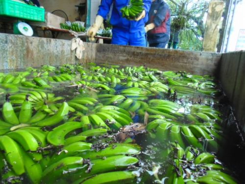 Bananas, Usage : Sweet