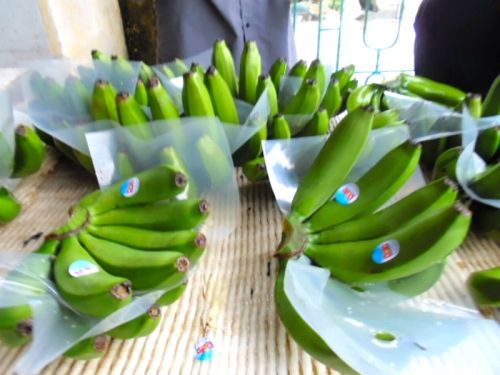 Cavendish Bananas