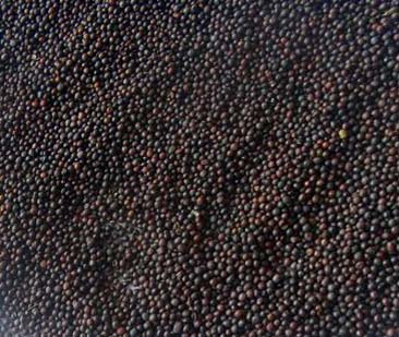 Black Mustard Seeds