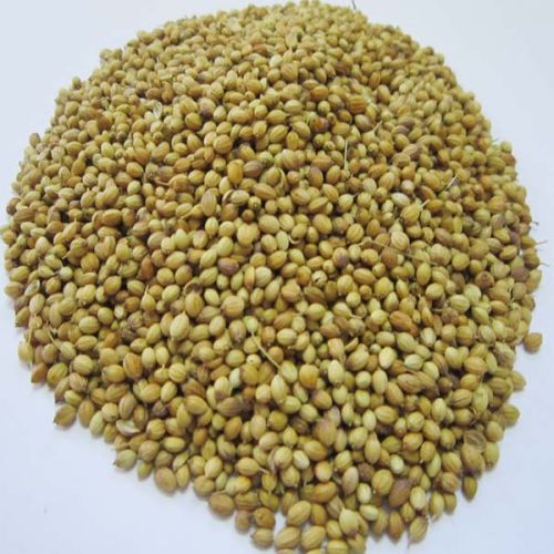 Dried Cumin Seeds