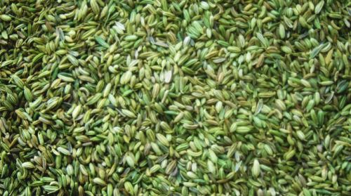 Fennel Seeds