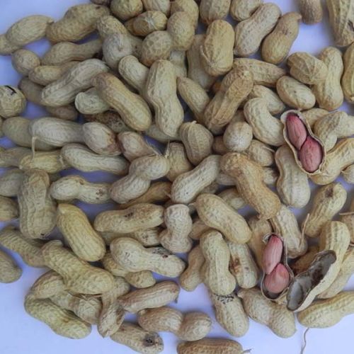 In Shell Peanuts