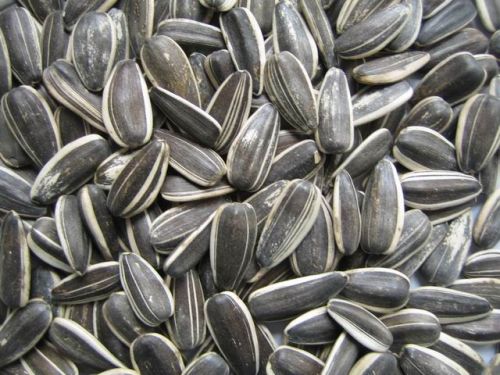 White Sunflower Seeds