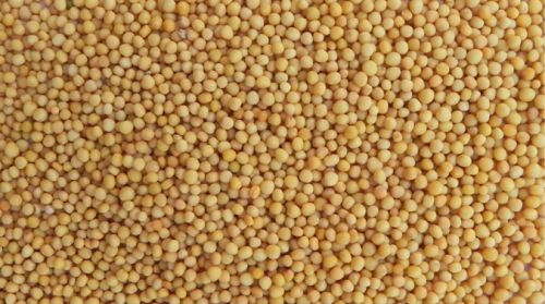 Yellow Mustard Seeds