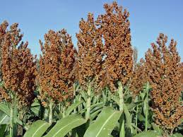 Sorghum Seeds, Admixture : 1%