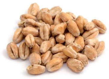 Wheat Malt