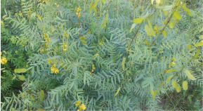 Senna leaves, Shelf Life : 1Month