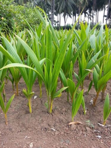 Coconut Saplings