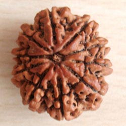 10 Mukhi Rudraksh