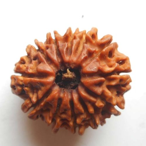 Natural Wood Beads 12 Mukhi Nepali Rudraksha, For Religious, Size : Standard