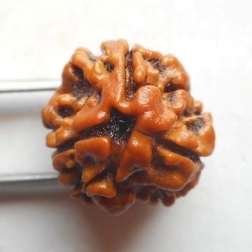 Natural Wood Beads 3 Mukhi Nepali Rudraksha, For Religious, Feature : Controls Health Problems, Easily Washable