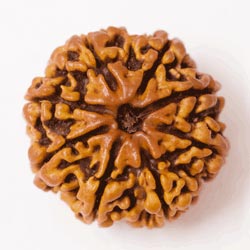 8 Mukhi Rudraksh