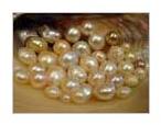 Freshwater Pearls