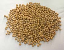 Soya Beans