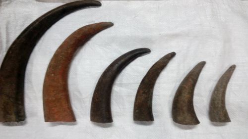 Natural Finished Buffalo Horn Tips, For Decorative Items, Making Gift Items, Quality : Good