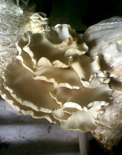 Milky mushroom